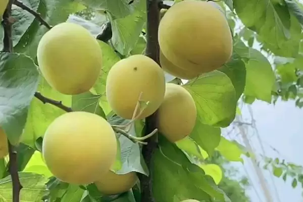 帝王杏品种的特点介绍,帝王杏品种属于怎样的早熟品种插图3