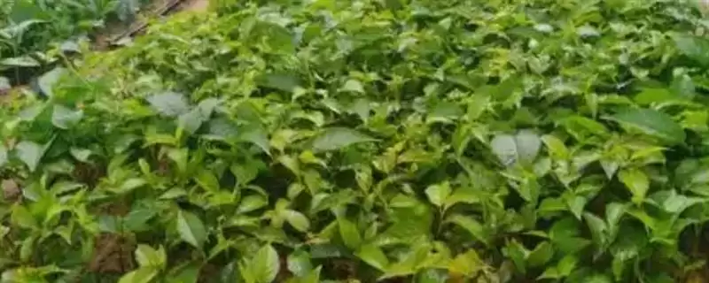 布鲁克斯樱桃苗的价格是多少呢,布鲁克斯樱桃苗的价格-会东网