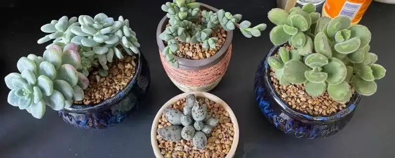 多肉换盆的方式时间,多肉换盆方式在何时进行比较适宜插图 多肉换盆的方式时间,多肉换盆方式在何时进行比较适宜插图