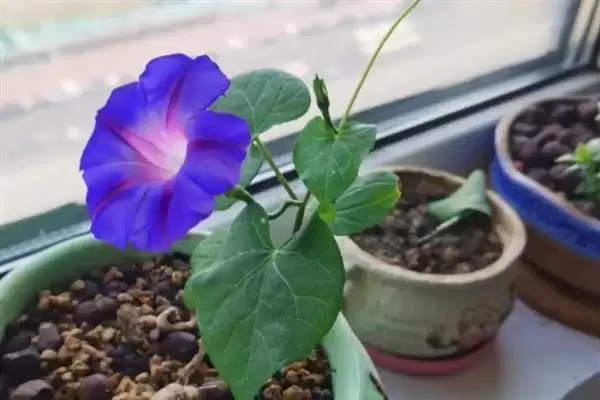 碧冬茄的养殖方法和要点有哪些呢,碧冬茄如何养殖插图4 碧冬茄的养殖方法和要点有哪些呢,碧冬茄如何养殖插图4