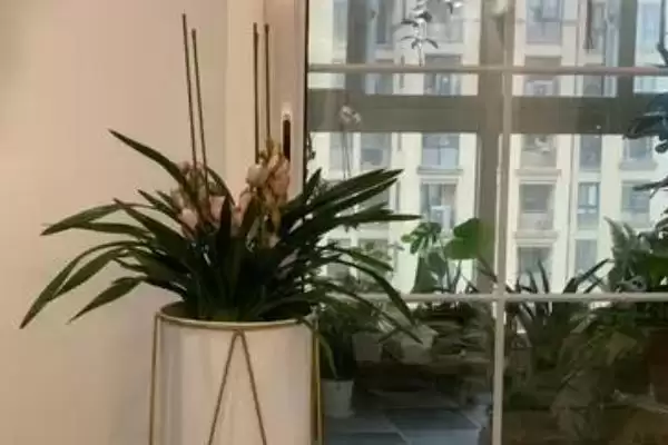 大花蕙兰在北方养会开花吗何时,大花蕙兰在北方养会不会开花插图3 大花蕙兰在北方养会开花吗何时,大花蕙兰在北方养会不会开花插图3