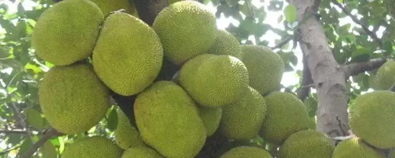 菠萝蜜长在树的什么部位呢,菠萝蜜长在哪里插图 菠萝蜜长在树的什么部位呢,菠萝蜜长在哪里插图