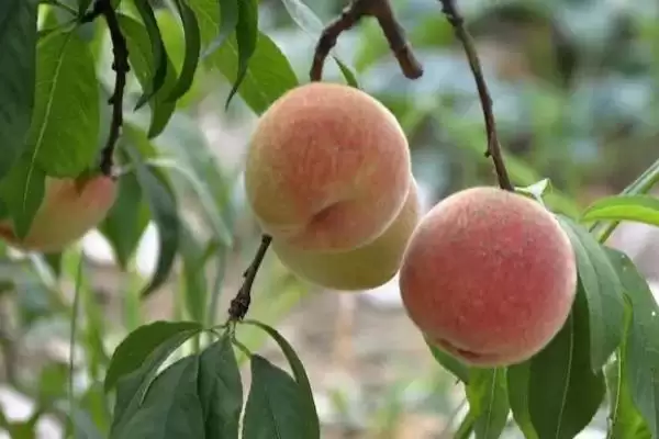 都昌大白桃的特点,都昌大白桃具有哪些特点优势插图2 都昌大白桃的特点,都昌大白桃具有哪些特点优势插图2