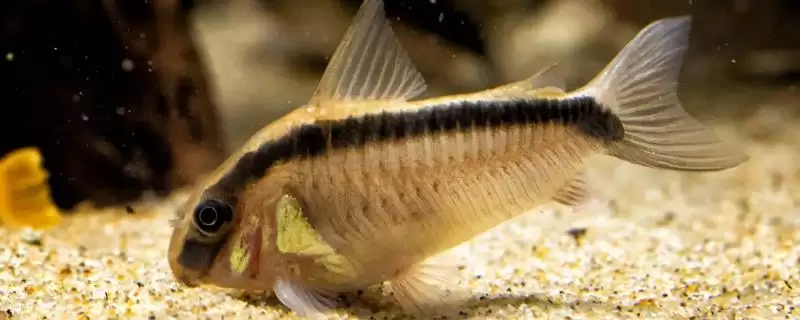 大卫鼠鱼的饲养难易情况,大卫鼠鱼好养吗饲养难度怎样插图 大卫鼠鱼的饲养难易情况,大卫鼠鱼好养吗饲养难度怎样插图