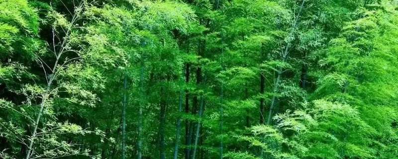 翠竹具有怎样的象征意义呢,翠竹的象征插图 翠竹具有怎样的象征意义呢,翠竹的象征插图