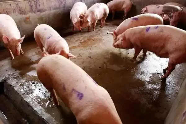爆发猪瘟后多久能再进行养殖呢,爆发猪瘟后过多久才能养殖插图2 爆发猪瘟后多久能再进行养殖呢,爆发猪瘟后过多久才能养殖插图2