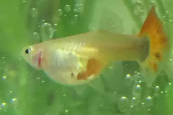 彩霞鱼是一种怎样的鱼呢,彩霞鱼是什么鱼插图1 彩霞鱼是一种怎样的鱼呢,彩霞鱼是什么鱼插图1