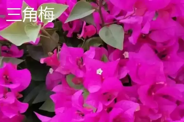 杜鹃花与三角梅的区别,杜鹃花是三角梅吗有哪些不同插图3 杜鹃花与三角梅的区别,杜鹃花是三角梅吗有哪些不同插图3