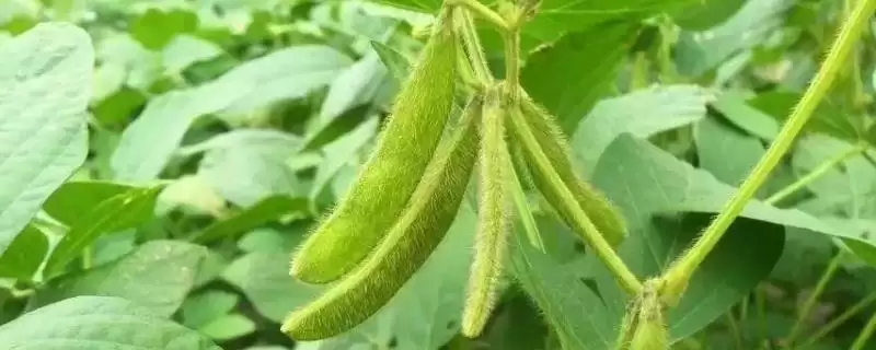 南农413大豆种子花荚期防食心虫?插图 南农413大豆种子花荚期防食心虫?插图