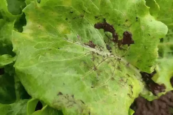 菜心有哪些病虫害防治措施呢,菜心有哪些病虫害防治措施插图1 菜心有哪些病虫害防治措施呢,菜心有哪些病虫害防治措施插图1