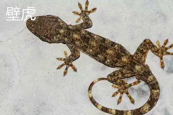 壁虎属于卵生还是胎生的动物呢,壁虎属于卵生还是胎生动物插图2 壁虎属于卵生还是胎生的动物呢,壁虎属于卵生还是胎生动物插图2