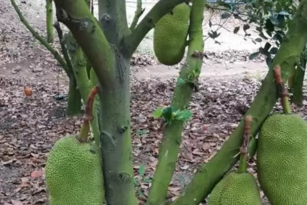 菠萝蜜长在树的什么部位呢,菠萝蜜长在哪里插图4 菠萝蜜长在树的什么部位呢,菠萝蜜长在哪里插图4