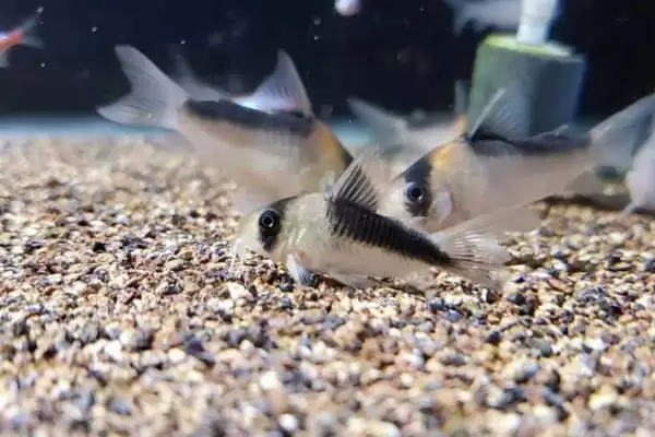 大卫鼠鱼的饲养难易情况,大卫鼠鱼好养吗饲养难度怎样插图3 大卫鼠鱼的饲养难易情况,大卫鼠鱼好养吗饲养难度怎样插图3