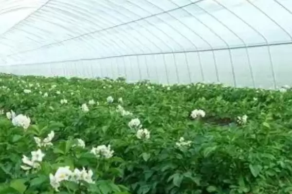 大棚土豆的种植方法是怎样的,大棚土豆怎么种植插图2 大棚土豆的种植方法是怎样的,大棚土豆怎么种植插图2
