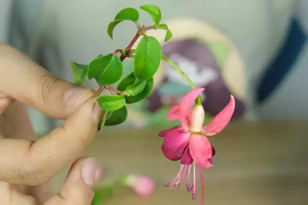 倒挂金钟的水培方法步骤,倒挂金钟如何进行水培的操作插图1 倒挂金钟的水培方法步骤,倒挂金钟如何进行水培的操作插图1