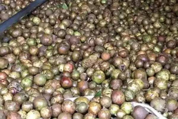茶籽的价格是多少钱一斤及情况呢,茶籽的价格插图3 茶籽的价格是多少钱一斤及情况呢,茶籽的价格插图3