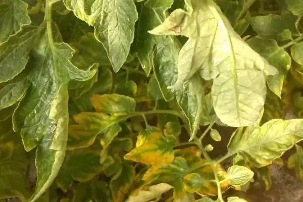 番茄缺素症及补救,番茄缺素症的表现及补救方法有哪些插图4