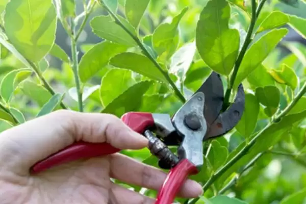 防辐射的植物推荐,防辐射的植物有哪些值得推荐的插图6 防辐射的植物推荐,防辐射的植物有哪些值得推荐的插图6