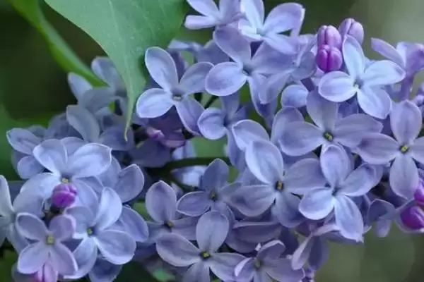 丁香花的栽培方法要点,丁香花如何进行栽培以光照为主吗插图2 丁香花的栽培方法要点,丁香花如何进行栽培以光照为主吗插图2