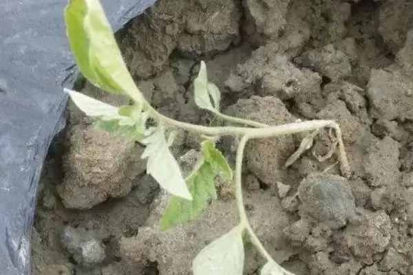 番茄猝倒病情况,番茄猝倒病在什么阶段可患病插图1 番茄猝倒病情况,番茄猝倒病在什么阶段可患病插图1