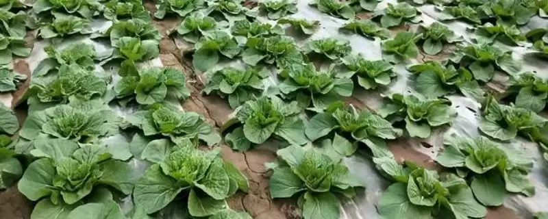 大白菜育苗移栽的技术是怎样,大白菜育苗移栽技术插图 大白菜育苗移栽的技术是怎样,大白菜育苗移栽技术插图