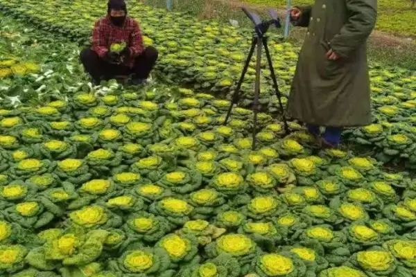 北方黄心菜的种植方法是怎样呢,北方黄心菜的种植方法插图2