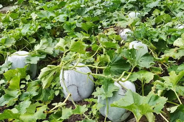 冬瓜的春季种植时间,冬瓜的种植时间春季在何时左右插图3 冬瓜的春季种植时间,冬瓜的种植时间春季在何时左右插图3