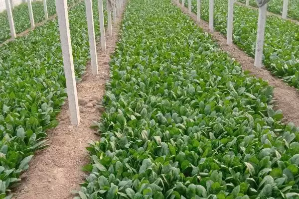 菠菜叶子发黄是什么原因造成的呢,菠菜叶子发黄原因插图2 菠菜叶子发黄是什么原因造成的呢,菠菜叶子发黄原因插图2