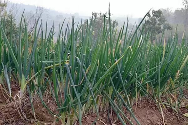 如何预防大葱出现烂根的情况,大葱烂根如何预防插图1 如何预防大葱出现烂根的情况,大葱烂根如何预防插图1