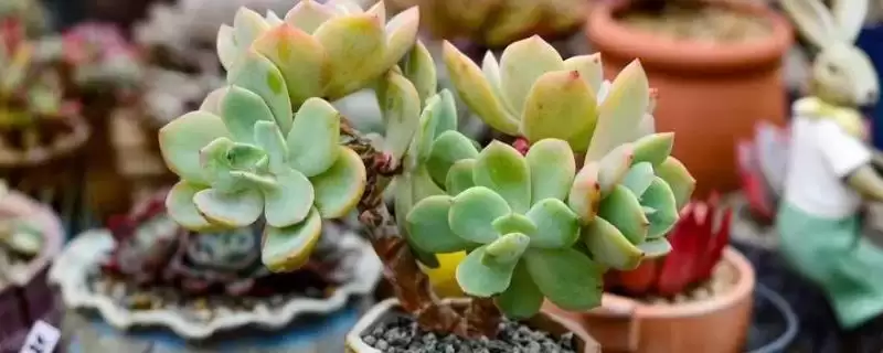 多肉植物喷水优缺点,多肉植物喷水具有哪些优点和缺点插图 多肉植物喷水优缺点,多肉植物喷水具有哪些优点和缺点插图