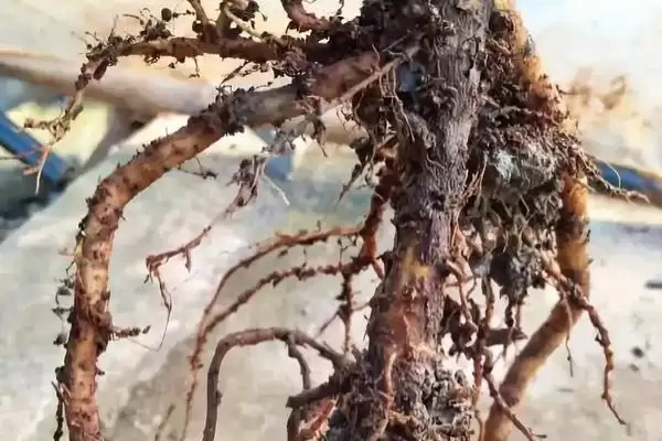 杜仲常见病虫害防治,杜仲常见病虫害的防治方法有哪些措施插图1 杜仲常见病虫害防治,杜仲常见病虫害的防治方法有哪些措施插图1