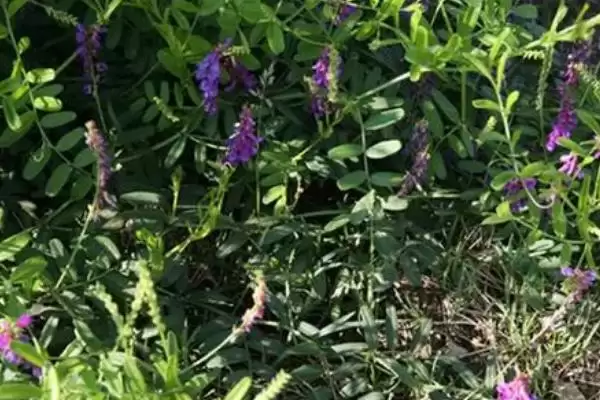 山野豌豆作为豆科草本植物如何介绍?插图2 山野豌豆作为豆科草本植物如何介绍?插图2