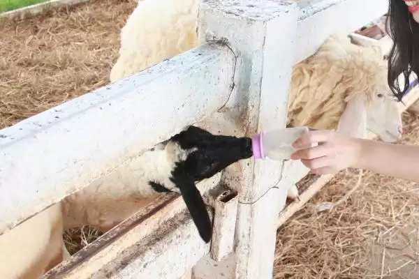 羔羊人工哺乳如何用哺乳器喂食?插图2 羔羊人工哺乳如何用哺乳器喂食?插图2