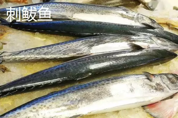 刺鲅鱼的市场价格是多少钱一斤,刺鲅鱼的市场价插图2