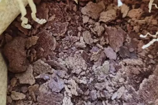 菜籽饼的正确施用方式是怎样呢,菜籽饼的正确施用方式插图1 菜籽饼的正确施用方式是怎样呢,菜籽饼的正确施用方式插图1