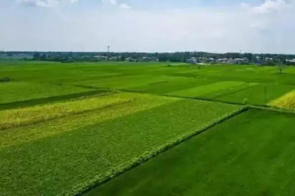 村干部能否收回死者承包地再分配,村干部能不能收回死者的承包地进行再分配插图3 村干部能否收回死者承包地再分配,村干部能不能收回死者的承包地进行再分配插图3