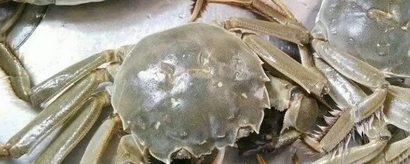 大闸蟹的劣质蟹苗种类,大闸蟹劣质蟹苗有哪些具体的种类-会东网
