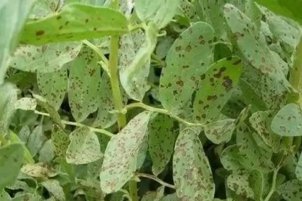 蚕豆的种植时间在什么时候呢,蚕豆的种植时间插图7 蚕豆的种植时间在什么时候呢,蚕豆的种植时间插图7