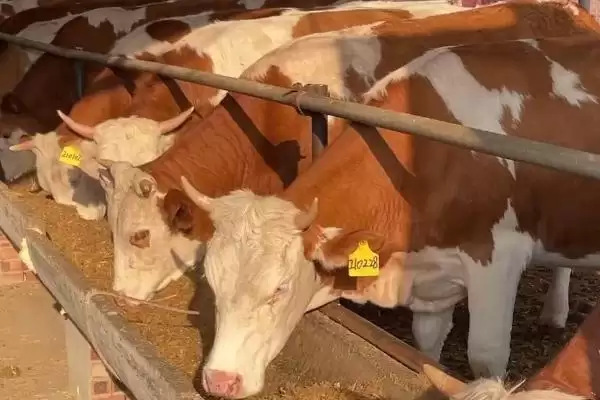 初产母牛怀孕几个月乳房会变大呢,初产母牛怀孕几个月乳房会变大插图1