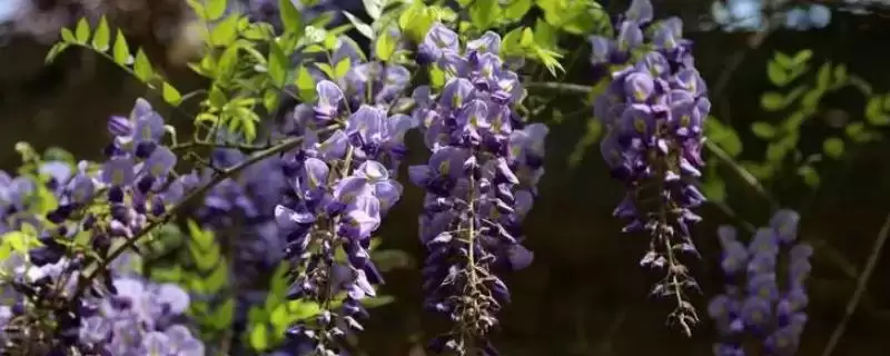 紫藤和葛花不是同一种植物原因？-会东网