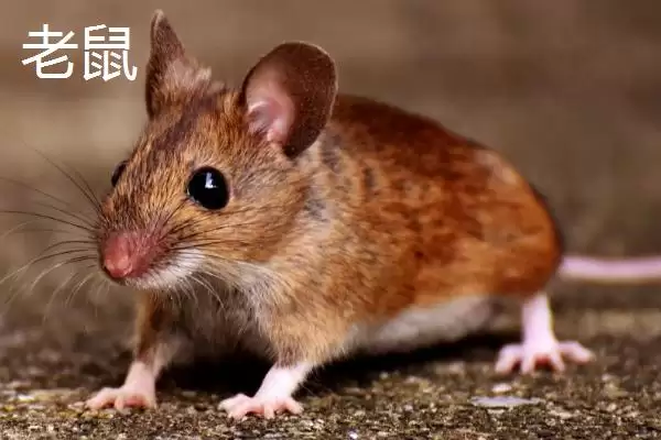 蝙蝠是不是由老鼠变来的呢,蝙蝠是不是老鼠变的插图3 蝙蝠是不是由老鼠变来的呢,蝙蝠是不是老鼠变的插图3