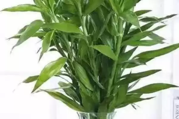 冬天富贵竹的保暖方法,冬天长了根的富贵竹怎么进行保暖插图1