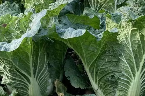 大白菜后期如何进行浇水管理呢,大白菜的后期浇水管理插图3 大白菜后期如何进行浇水管理呢,大白菜的后期浇水管理插图3