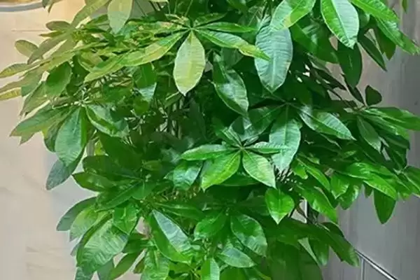 发财树树干皱原因,发财树树干皱皱的原因是什么因素插图1