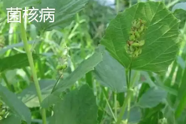 常见的补骨脂病害及防治方法是,常见的补骨脂病害与防治方法插图1 常见的补骨脂病害及防治方法是,常见的补骨脂病害与防治方法插图1