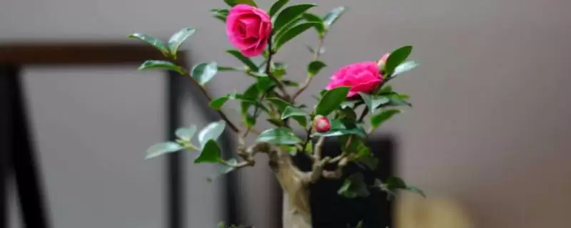茶梅的养殖方法和要点有哪些呢,茶梅怎么养插图 茶梅的养殖方法和要点有哪些呢,茶梅怎么养插图