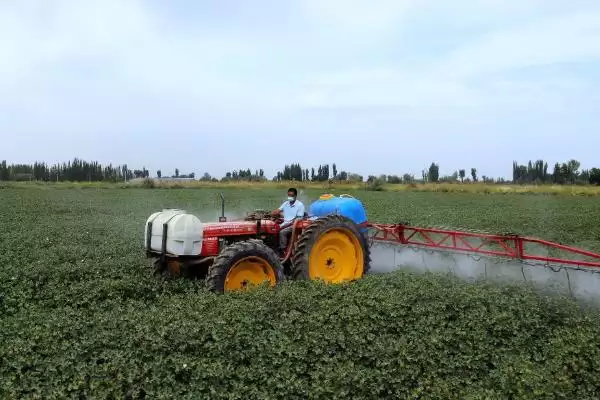 种植密大氮肥多等致棉花黄萎病发病原因解析插图6 种植密大氮肥多等致棉花黄萎病发病原因解析插图6