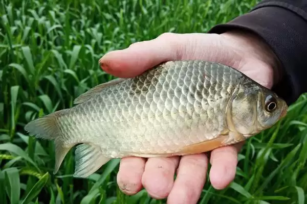 钓鲫鱼的最佳时间分析,钓鲫鱼什么时间最好受季节影响吗插图1 钓鲫鱼的最佳时间分析,钓鲫鱼什么时间最好受季节影响吗插图1