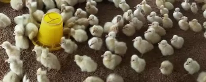 雏鹅的养殖方法和要点有哪些呢,雏鹅怎么养殖插图 雏鹅的养殖方法和要点有哪些呢,雏鹅怎么养殖插图