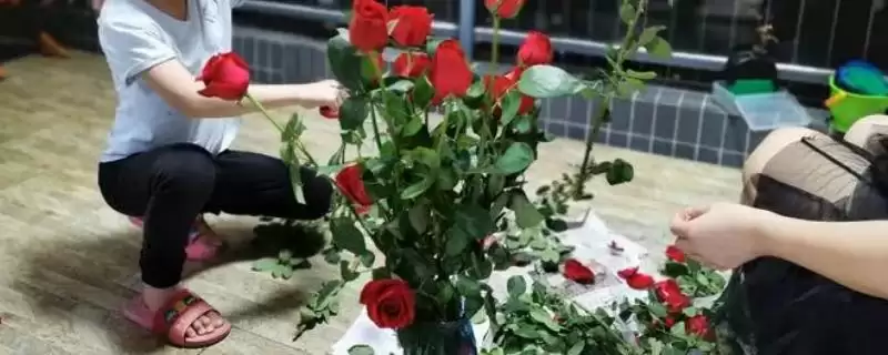 春天玫瑰花需要进行剪枝吗及好,春天玫瑰花需要剪枝吗插图 春天玫瑰花需要进行剪枝吗及好,春天玫瑰花需要剪枝吗插图